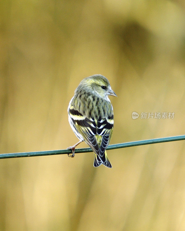 Siskin (Carduelis spinus)